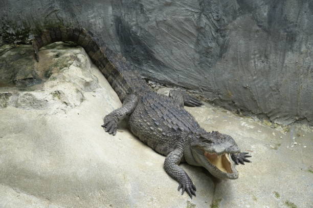 istock Crocodile opened mouth and eyes 838993174