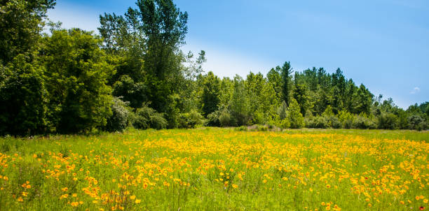 istock Field of Flowers 838995996