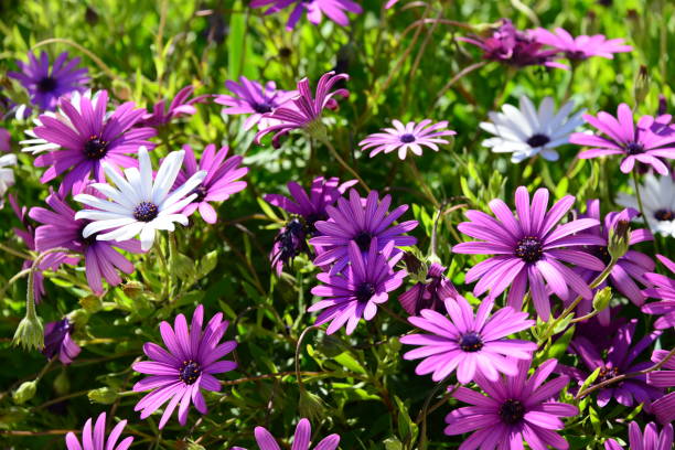 istock Magaritan flowering in Spain 838996106