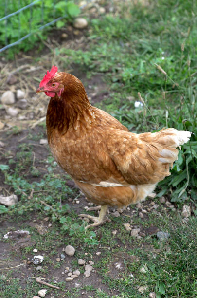 istock Backyard Chicken New to Wire Fence 838996236