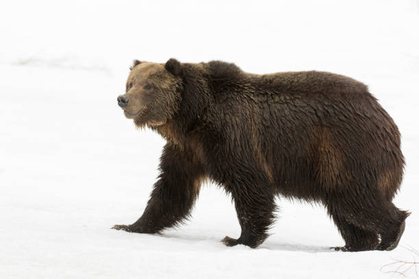 Grizzly bear walking on deep snow at beginning of spring stock photo