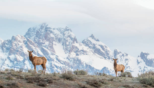 Cow elk on ridge with Tetons in the background stock photo