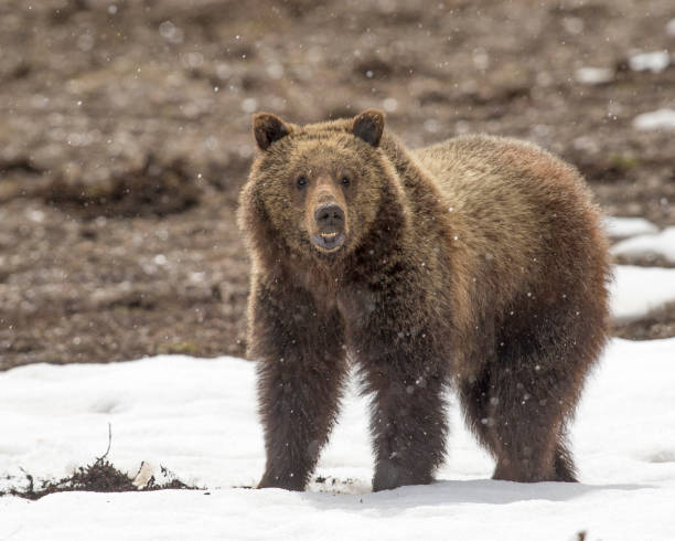 istock Grizzly bear cub on snow in early spring 838999462