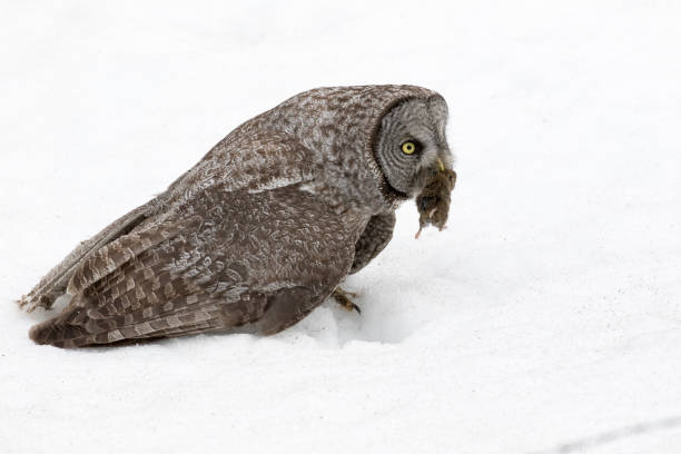 Great grey owl with vole in deep snow stock photo