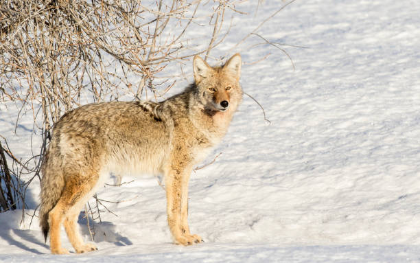 Coyote next to shrub with white snow meadow in winter stock photo