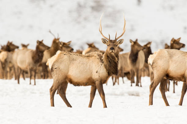 Young bull elk in deep snow in winter on National Elk Refuge stock photo