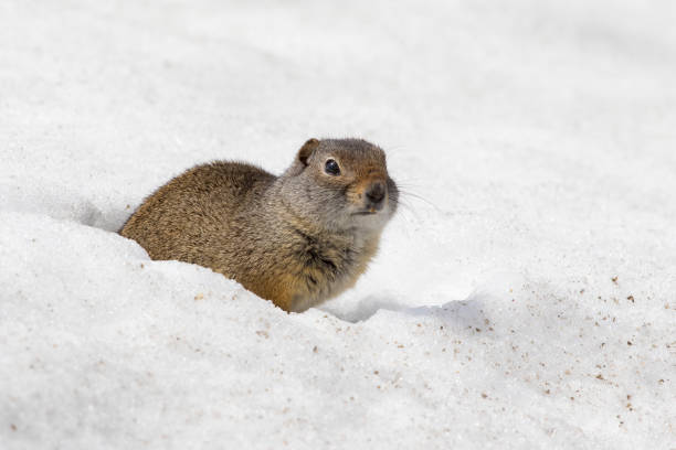 istock Uinta ground squirrel out of burrow in early spring 838999556