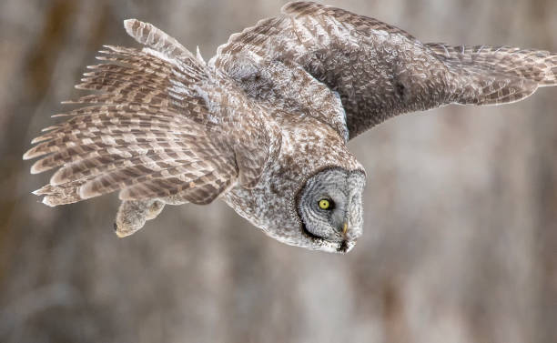 istock Great grey owl flying from branch to ground for food 838999570