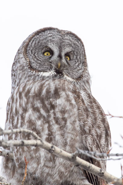 wielka szara sowa na gałęzi drzewa z białym niebem - great white owl zdjęcia i obrazy z banku zdjęć