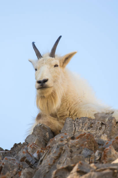 istock Mt Goat on ledge of rocks with blue sky background 838999702
