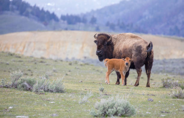 Red dog bison calf and mother on open sagebrush grassland in park