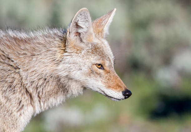 Coyote portrait with green background, side view stock photo