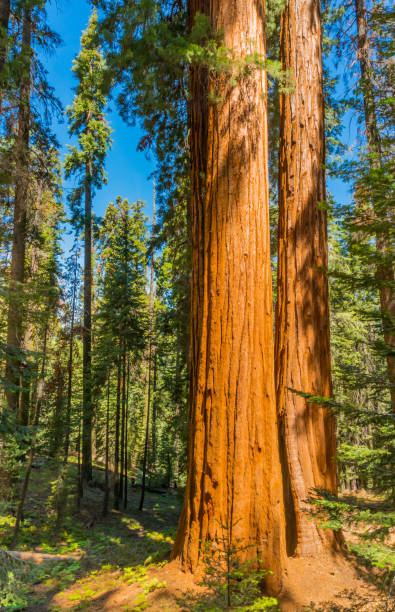 istock Giant Sequoia Redwood trees Sequoia National Park, CA (P) 839000762