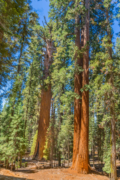 istock General Sherman Redwood tree Sequoia National Park, CA (P) 839002842