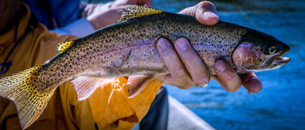 istock Trout From The Big Horn River 839003148