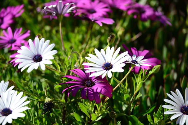 istock Magaritan flowering in Spain 839003366