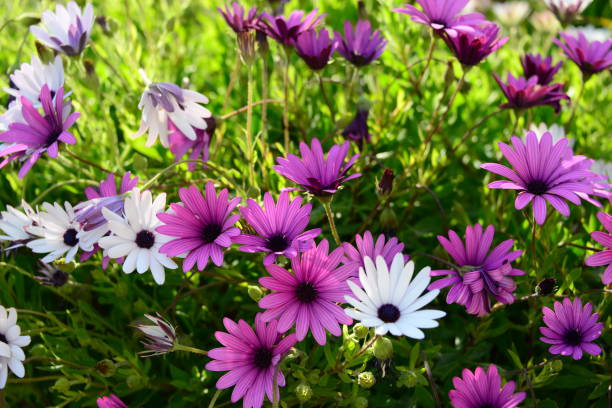 istock Magaritan flowering in Spain 839003732