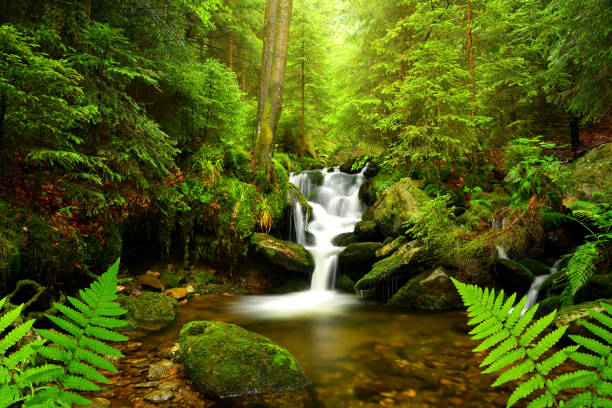 Ferns at Triple Falls near Parksville, Vancouver Island, BC Canada
