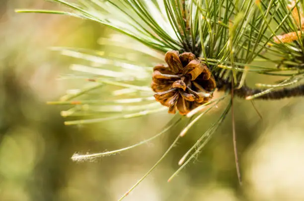 fir cone on a pine tree on nature background
