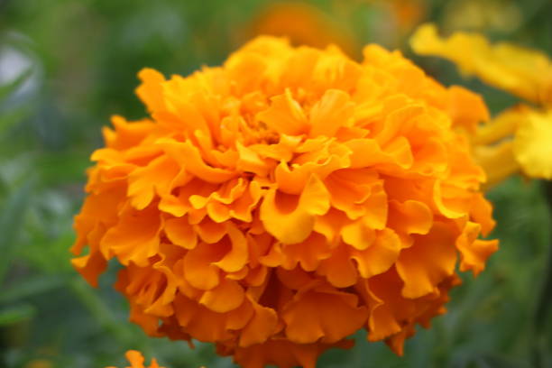 istock Summer background - beautiful bright yellow flowers with gentle petals 839010512