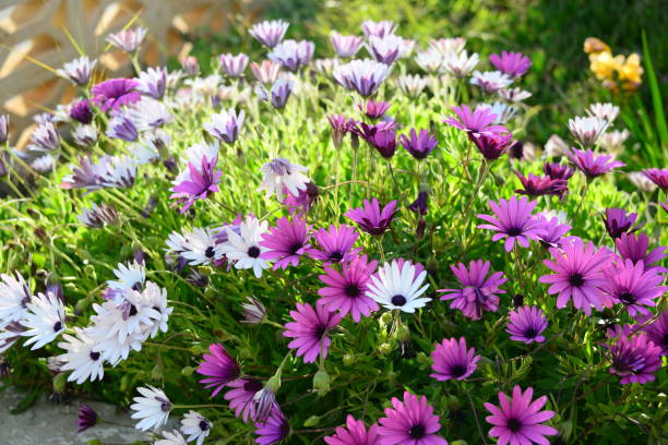 istock Magaritan flowering in Spain 839010740