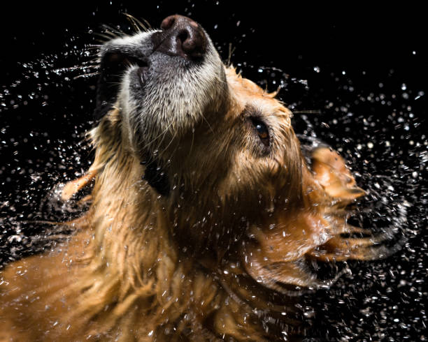 Bath dog Golden Retriever Dog shaking off water slow motion face stock pictures, royalty-free photos & images
