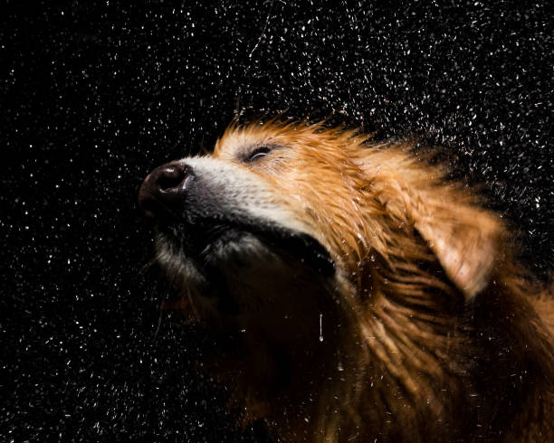 Dog shaking off water