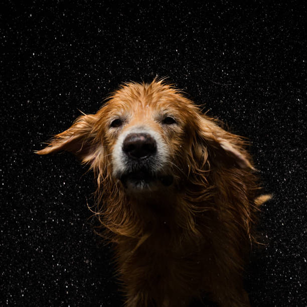 Bath dog Golden Retriever Dog shaking off water slow motion face stock pictures, royalty-free photos & images