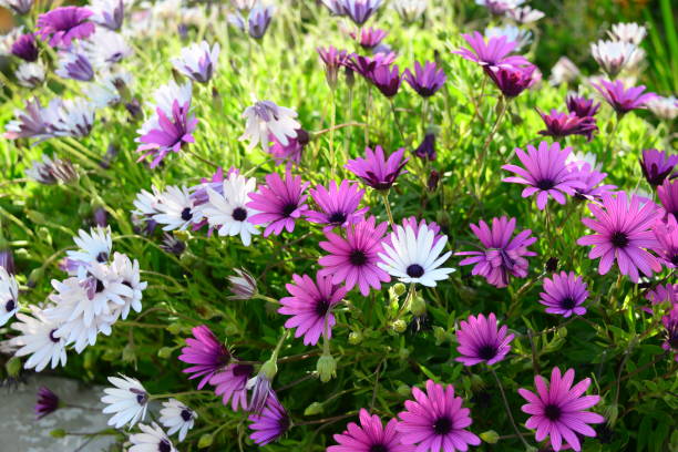 istock Magaritan flowering in Spain 839014768