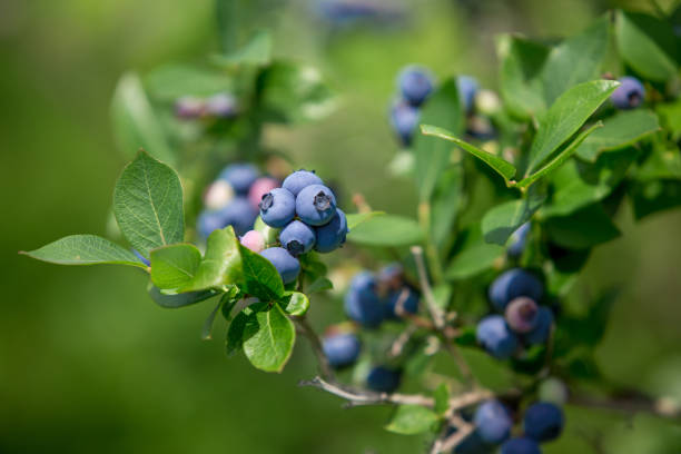owoce jagody na buszu - blueberry zdjęcia i obrazy z banku zdjęć
