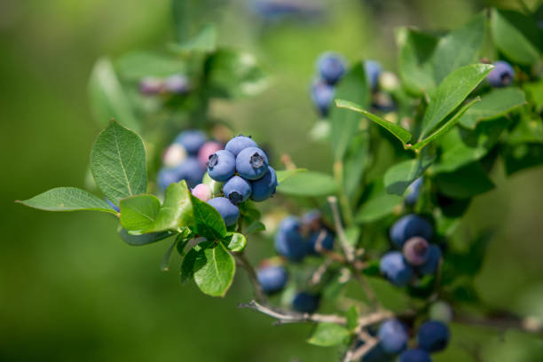 черничные фрукты на буше - blueberry стоковые фото и изображения