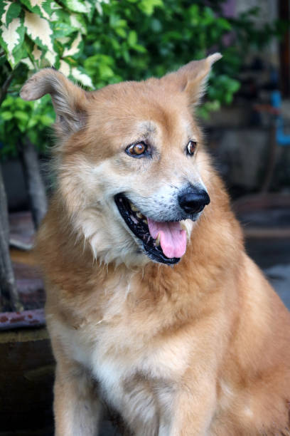 The Golden Retriever is a large sized breed of dog bred.