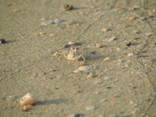 istock Ocypode ceratophthalma or Horned ghost crab or Horn-eyed ghost crab. 839022100