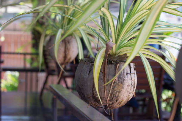 istock gardening in house with hanging flowerpot 839030148