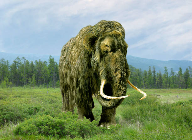 Mammoth in the forest. stock photo