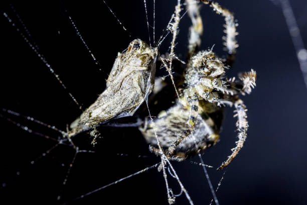 Spider attacks butterfly sacrifice in spider's web on black background. Arachnid in the web. Extreme close up macro image. Spider attacks butterfly sacrifice in spider's web on black background. Arachnid in the web. Extreme close up macro image big hairy tarantula stock pictures, royalty-free photos & images