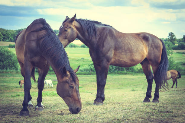 istock Two brown wild horses on meadow field 839045300
