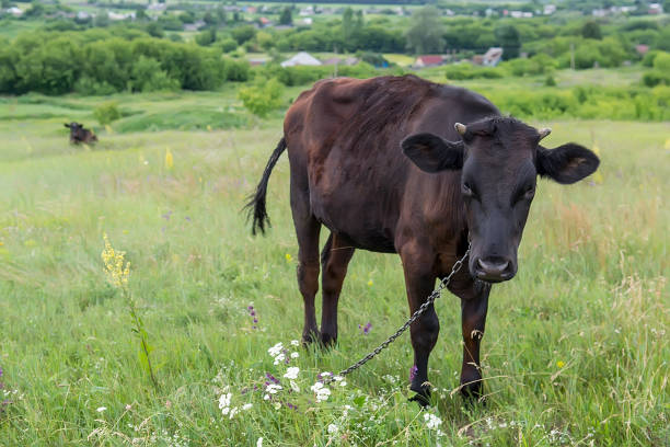 wiejska krowa na pastwisku z łańcuchem - herbivorous close up rear end animal head zdjęcia i obrazy z banku zdjęć