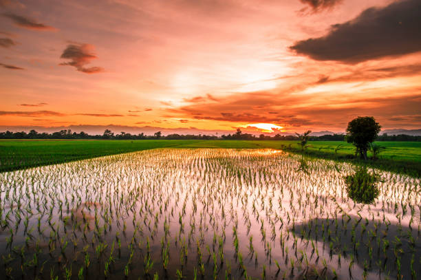 istock landscape farm rice in thailand at sunset 839048442