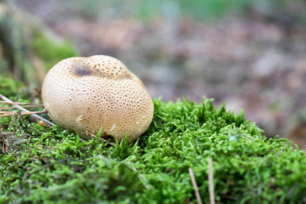 istock Wild mushroom in the forest 839049352