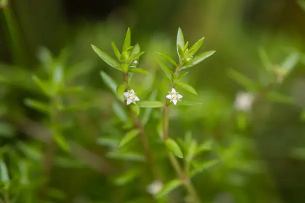 Invasive aquatic plant, aka New Zealand pygmyweed, in the family Crassulaceae