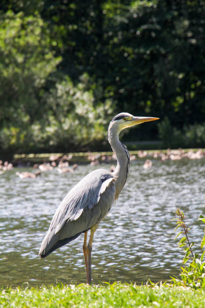 istock Grey Heron, Plants and a Lake 839055802