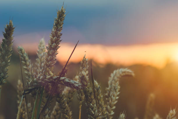 istock Wheat ear steams in natural backlit light 839055992