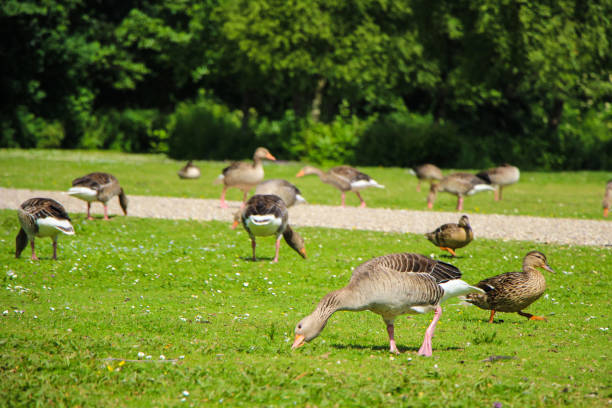 istock Geese and Ducks in Park 839056078