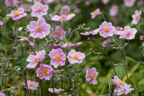 istock Japanese anemone (Anemone hupehensis) in flower 839056440