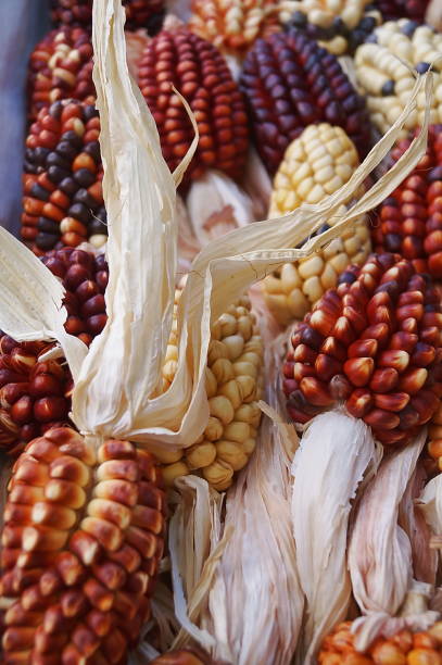 トウモロコシの穂軸の種類 - autumn corn indian corn decoration ストックフォトと画像