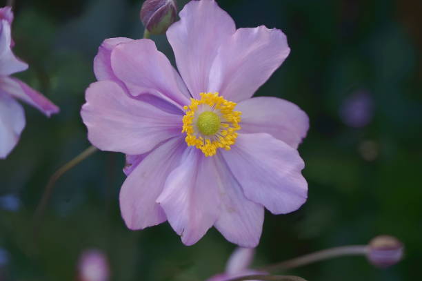 istock Pink Japanese anemone flowers 839059778