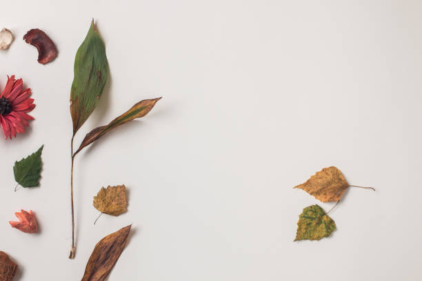 istock Dried plats and two autumn leaves from right 839060272