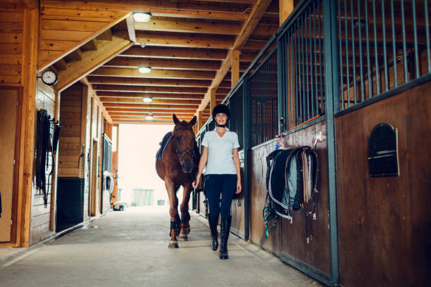Woman in a barn with her horse preparing for riding him.