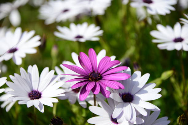 istock Magaritan flowering in Spain 839064696